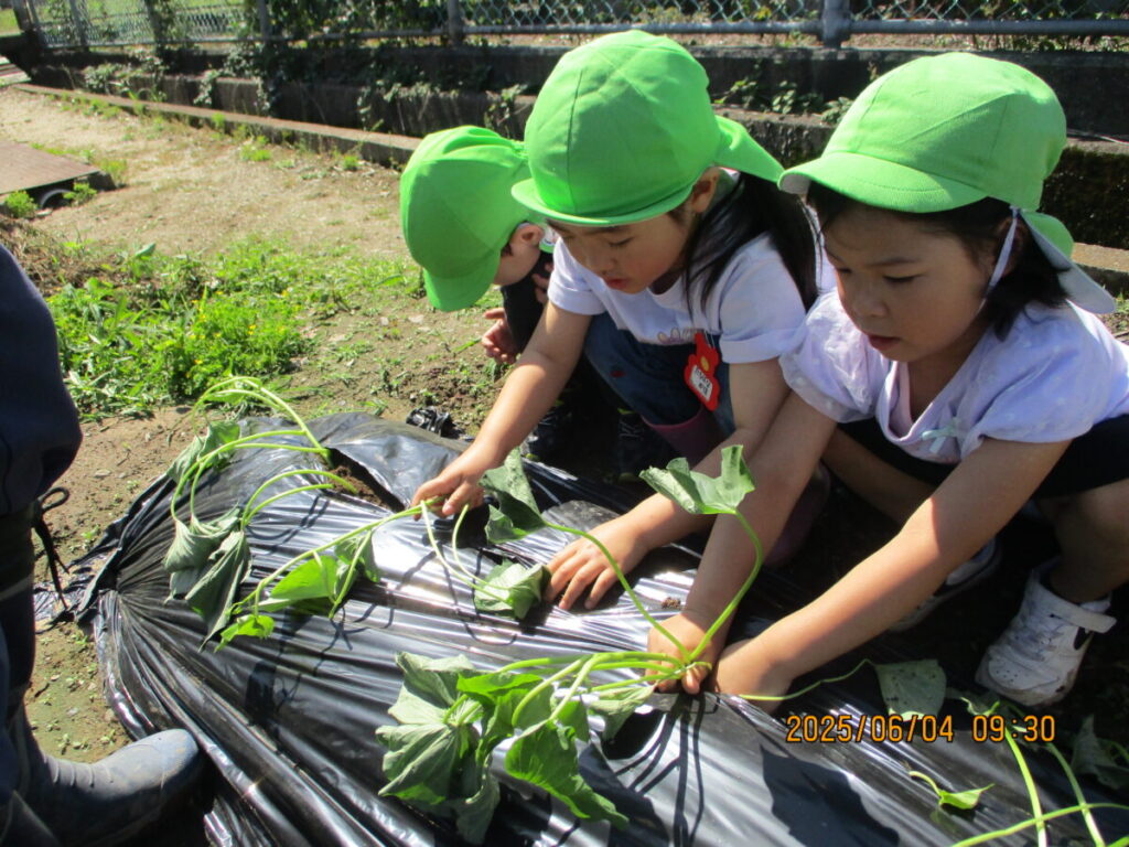 15.さつま芋の苗植え（4・5歳）