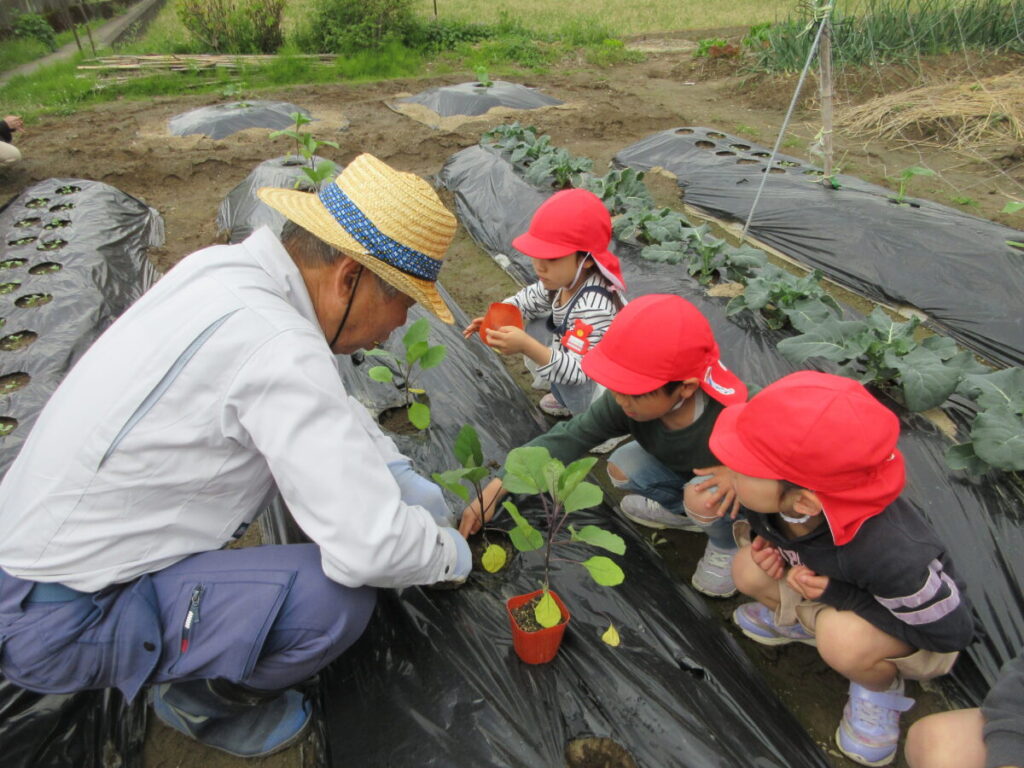 5.夏野菜の苗植え（5歳）